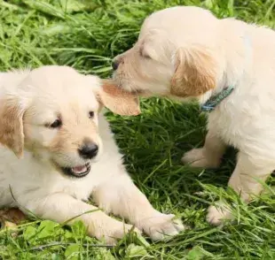 La memoria de los perros está fuertemente vinculada a su sentido del olfato.