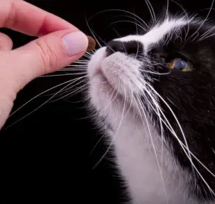 El uso de premios para gatos se basa en el principio del refuerzo positivo