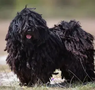 El Puli no solo es su pelo, también es conocido por su inteligencia y lealtad. Foto: Hundeo