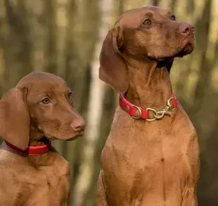 La reproducción en los perros es un proceso fascinante y complejo