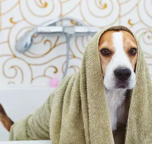 El shampoo en seco es una alternativa cada vez más popular para la higiene de los perros.