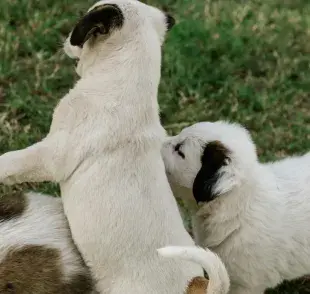 La vacuna de esterilización bloquea temporalmente la producción de hormonas reproductivas.