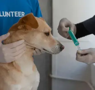 Un perro puede sentir malestares leves en las primeras 24 a 48 horas, después de la vacuna.