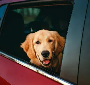 Evita perder la rutina de tu perro durante el viaje. 