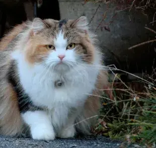 Los gatos castrados se ponen obesos: ¿mito o verdad?