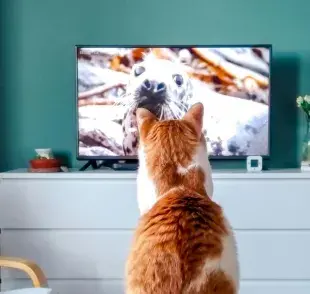 ¿Por qué los gatos aman ciertos programas?