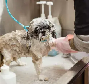 Frecuencia de baño para perros: ¿es diferente según el pelo?