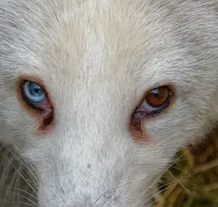 Guía para saber si las lagañas en tu perro son normales o preocupantes