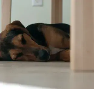 ¡Cuida a tu perrito! Dónde deben dormir los perros 🐶