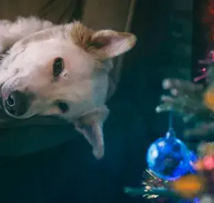 ¿Es el árbol de Navidad peligroso para los perros?