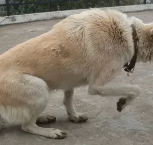 ¿Sabes identificar si tu perro tiene miedo? Estas son las señales definitivas