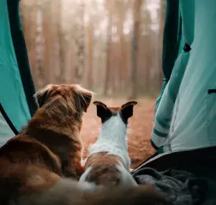 Checklist para acampar con un perro