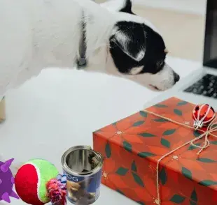 ¡Los mejores regalos para tu perro recomendados por veterinarios!