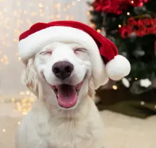 ¡Descubre planes para disfrutar la Navidad con tu perro!