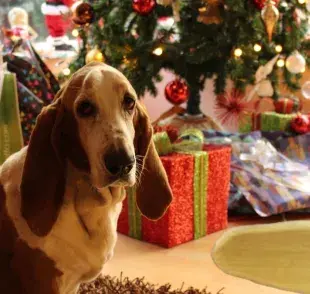 Consejos de entrenamiento para evitar que tu perro orine el árbol de Navidad