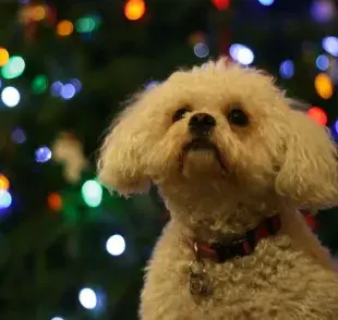 ¡No más accidentes! Protege el árbol de tu perrito