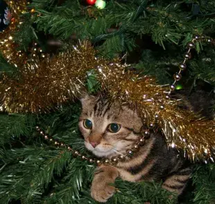 Alternativas para alejar a los gatos del árbol navideño