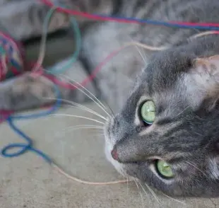 Cómo saber si mi gato comió estambre