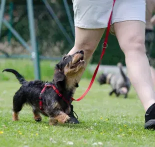 Una de las lecciones fundamentales en cualquier escuela para perros es la obediencia básica.