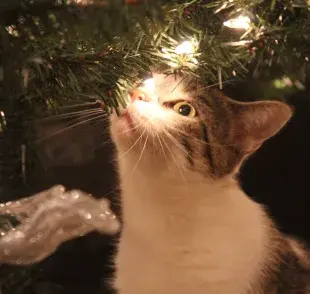 El primer paso para evitar que tu gato alcance el árbol es colocarlo en un lugar estratégico.