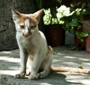 Alimentos para gatos bajos de peso: recomendaciones seguras