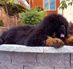 El Tibetan Mastiff Kennel es un súper perro. Foto: IG/kinuliutaskennel