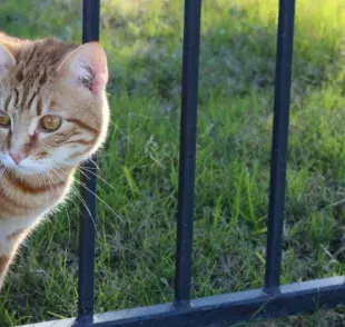 Cómo evitar que tu gato se escape: seguridad en la puerta