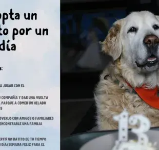 En Jalisco puedes darle amor a un perro viejo por un día.