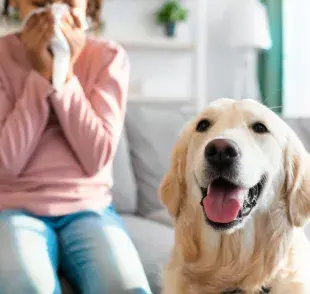 Las personas alérgicas a los animales no reaccionan al pelo en sí.