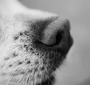 Los bigotes de los perros se llaman en realidad vibrisas.