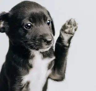 Los cachorros necesitan estabilidad para sentirse seguros en su nuevo hogar.