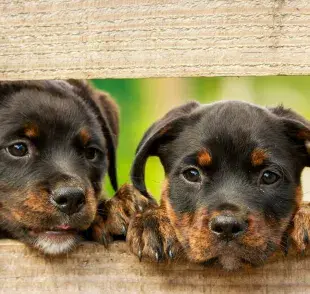 Separar a un cachorro antes de las ocho semanas puede tener efectos negativos a largo plazo.