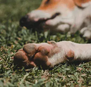 Ten cuidado con los callos de tu perro, pues se puede lastimar más.