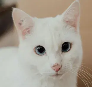 Es normal que las primeras horas esté somnoliento tu gato tras la castración. 