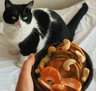 Para saber qué le debes de dar de comer a tu gato, toma en cuenta su edad.