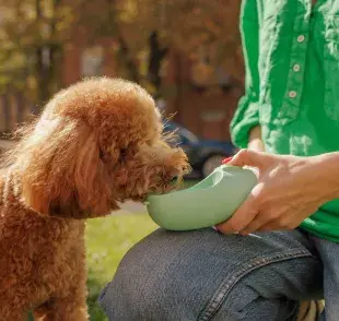 Cuando un perro pide más comida, no siempre se debe a un hambre real. 