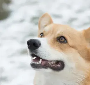 Es común que los perros se lastimen los dientes por jugar rudo.