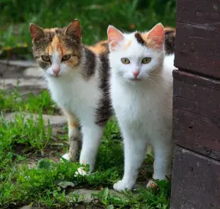 Los gatos tienden a explorar un área limitada cerca de su hogar.