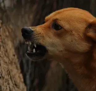 Uno de los errores más comunes es castigar físicamente a un perro cuando está enojado.