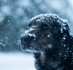 Los perros no soportan temperaturas de menos un grado.