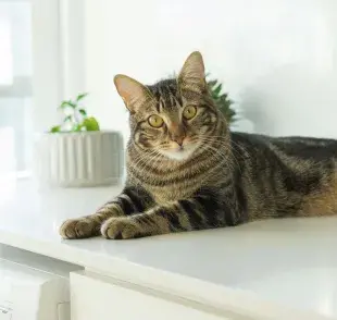 Es menos probable que un gato tenga problemas de cadera que un perro.