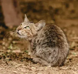 El gato criollo no pertenecen a una raza específica. 