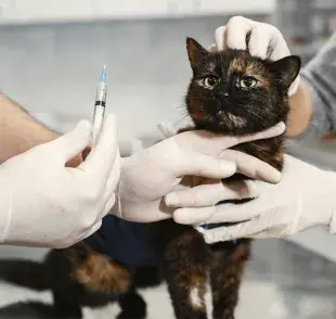 Después de desparasitar a tu gato, este puede tener vómito.