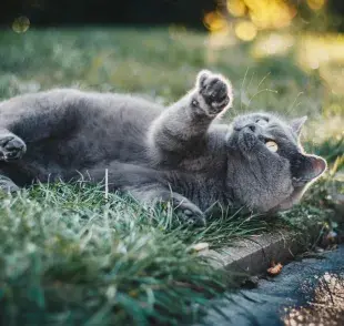 La raza influye en la longevidad del gato, pero también el estilo de vida. 