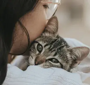 Si bien el moquillo no se transmite entre gato y dueño, los gérmenes se quedan en casa.