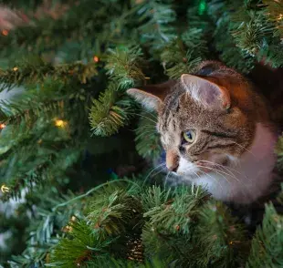 Asegura el árbol de Navidad en una zona segura de tu gato.