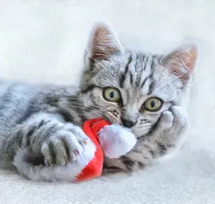 Algunas plantas comunes en esta época, como la nochebuena, el muérdago y el acebo, son tóxicas para perros y gatos.