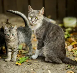 Debido al instinto cazador de los gatos es que muchos animales les temen.