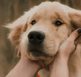 El Labrador Retriever que destaca como una de las mejores opciones debido a su personalidad cariñosa.