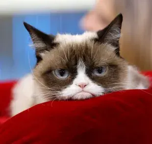 Una de las mascotas más famosas en internet fue Grumpy Cat. Foto: The New York Times